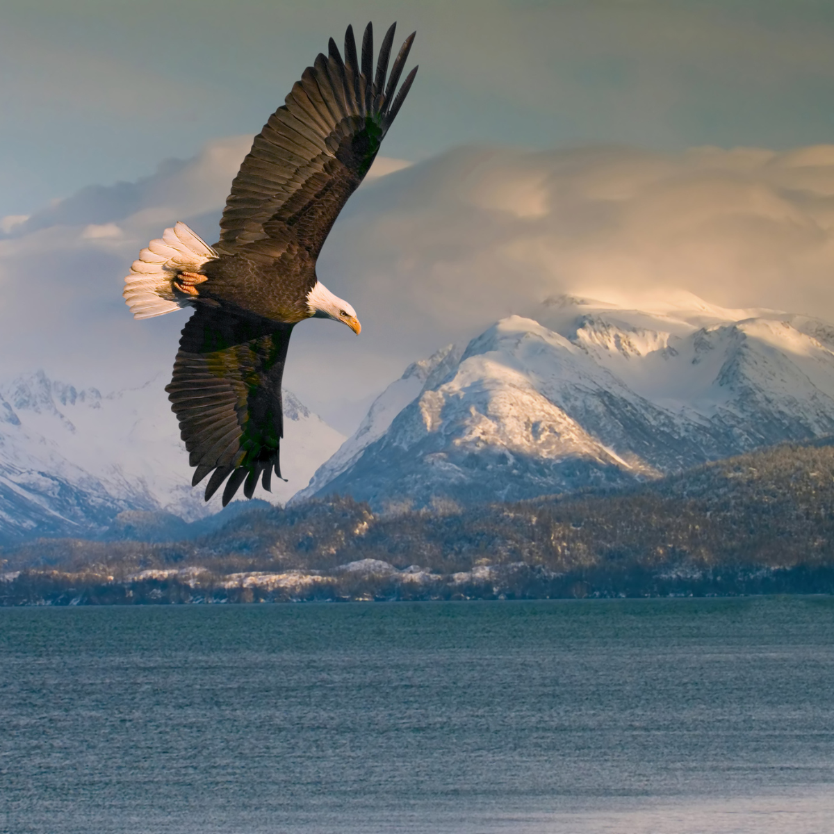 Alaska Cruising